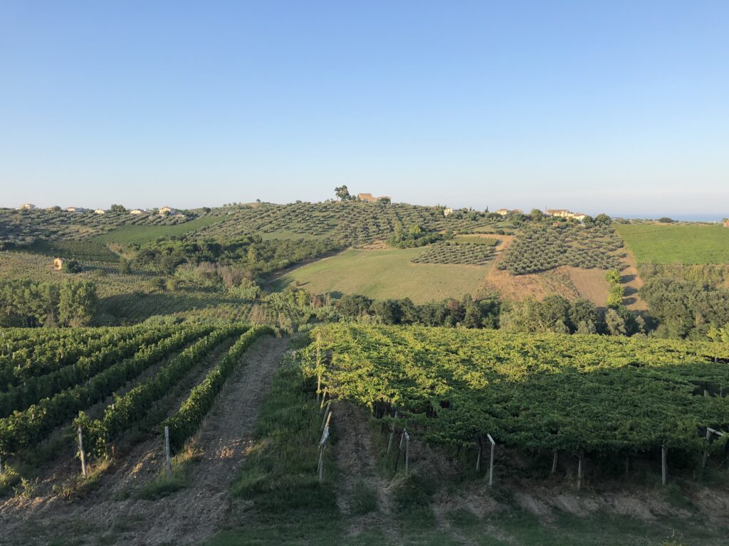 Italy Abruzzo Torre Mannella landscape vineyards