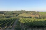 Italy Abruzzo Torre Mannella landscape vineyards
