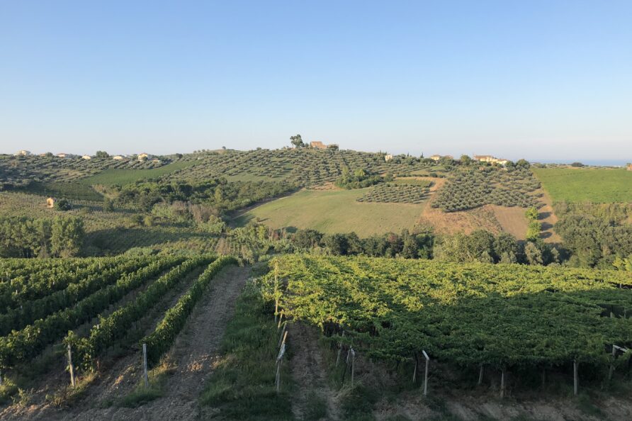 Italy Abruzzo Torre Mannella landscape vineyards