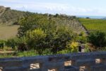 Italy Abruzzo Torre Mannella landscape hills vineyards