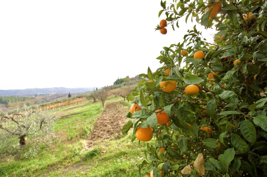 Italy Abruzzo Torre Mannella nature landscape