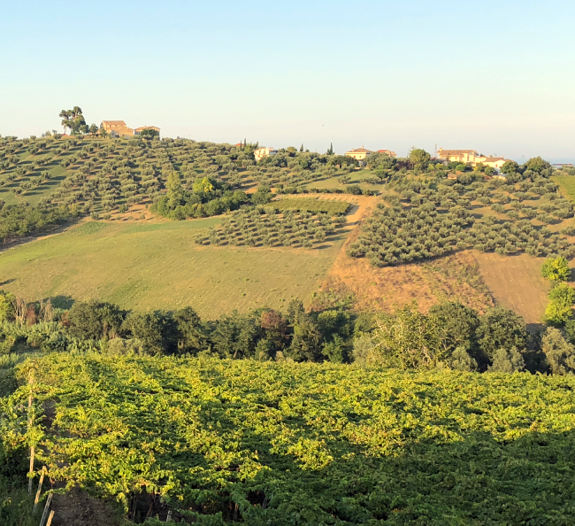 Italy vineyards Torre Mannella